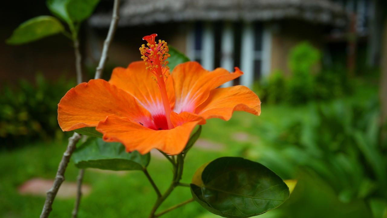 Pho Rak Nah Pai Pensión Exterior foto