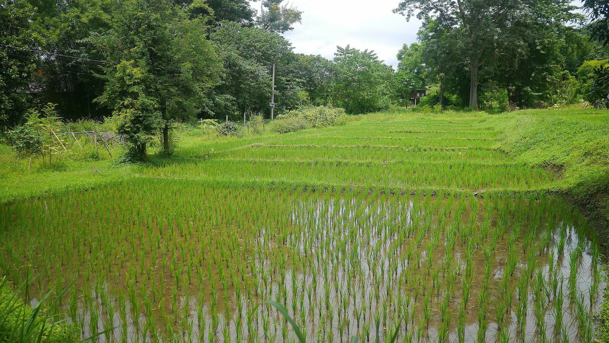 Pho Rak Nah Pai Pensión Exterior foto
